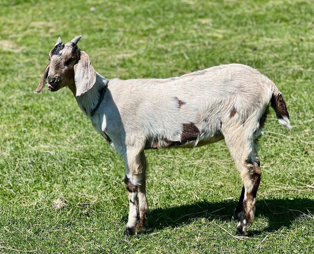 AN kozička