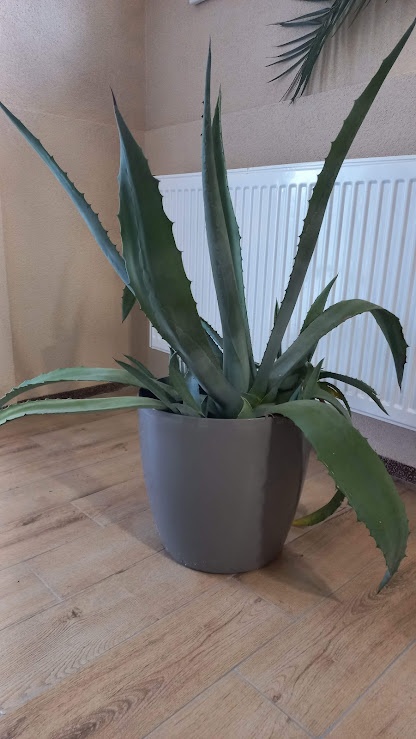 Aloe Vera
