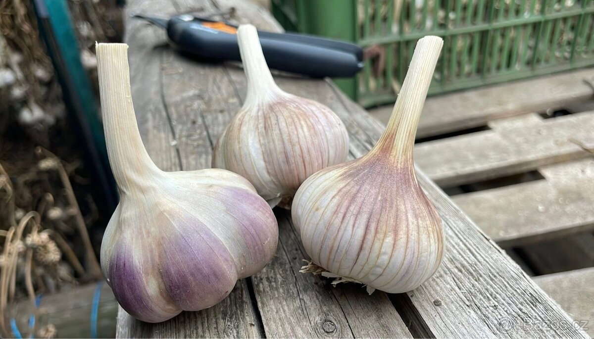 Český česnek-BJETIN-sklizeň 2025