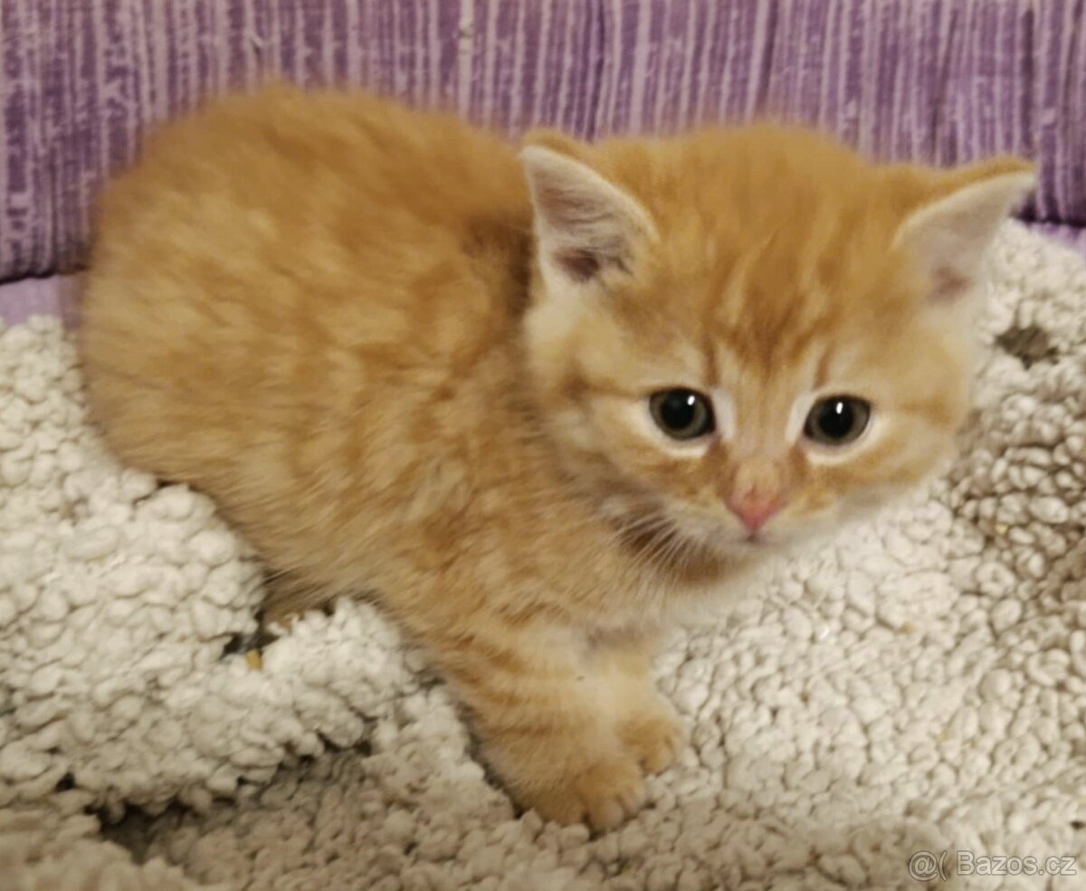 Kocourek Heřmánek hledá nový domov