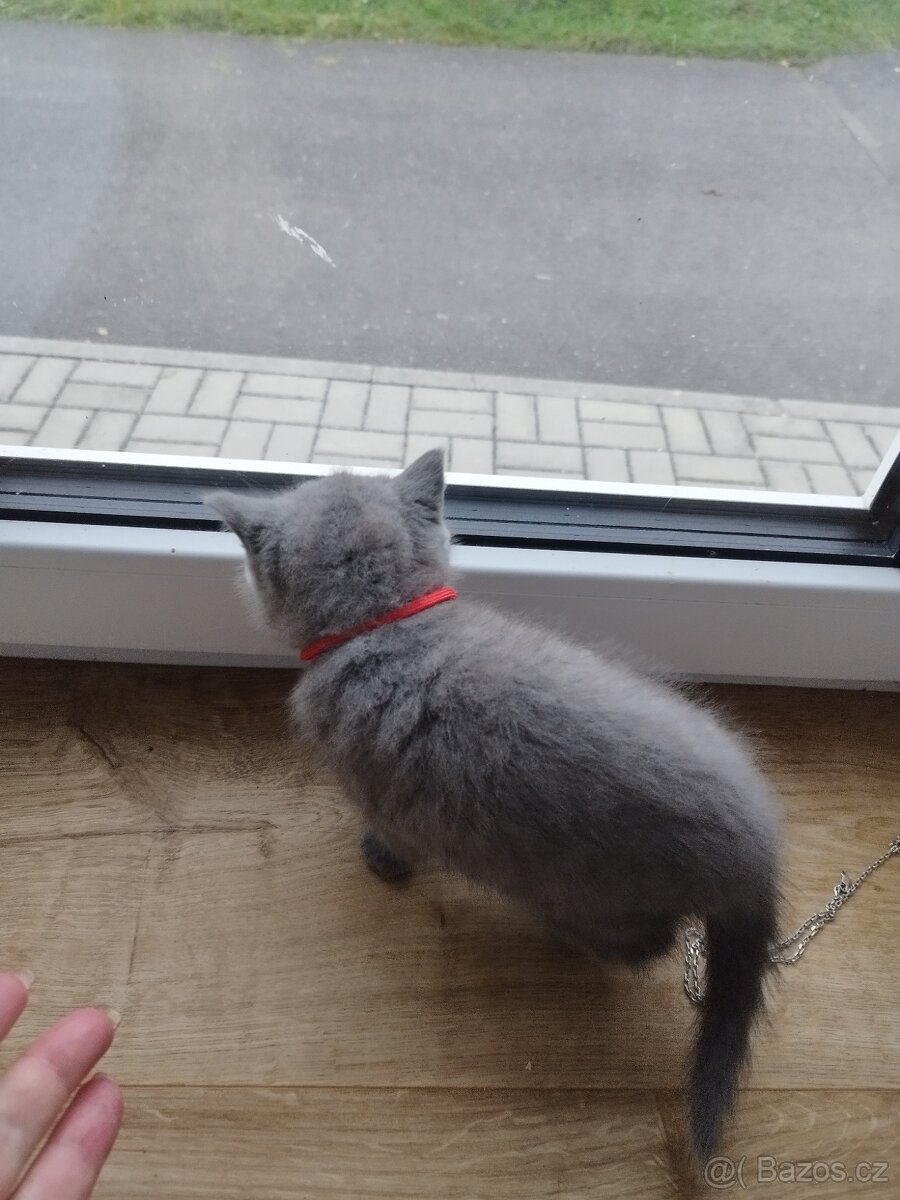 Prodám britská modrá koťátka