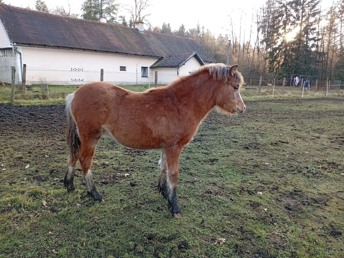 Nabízíme letošní pony klisničku sekce A