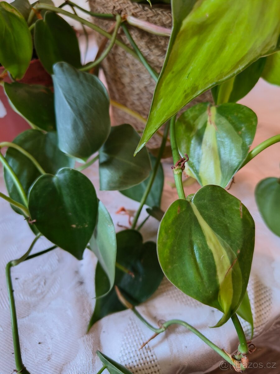 Philodendron sc. 2 druhy - Brasil a Cordatum