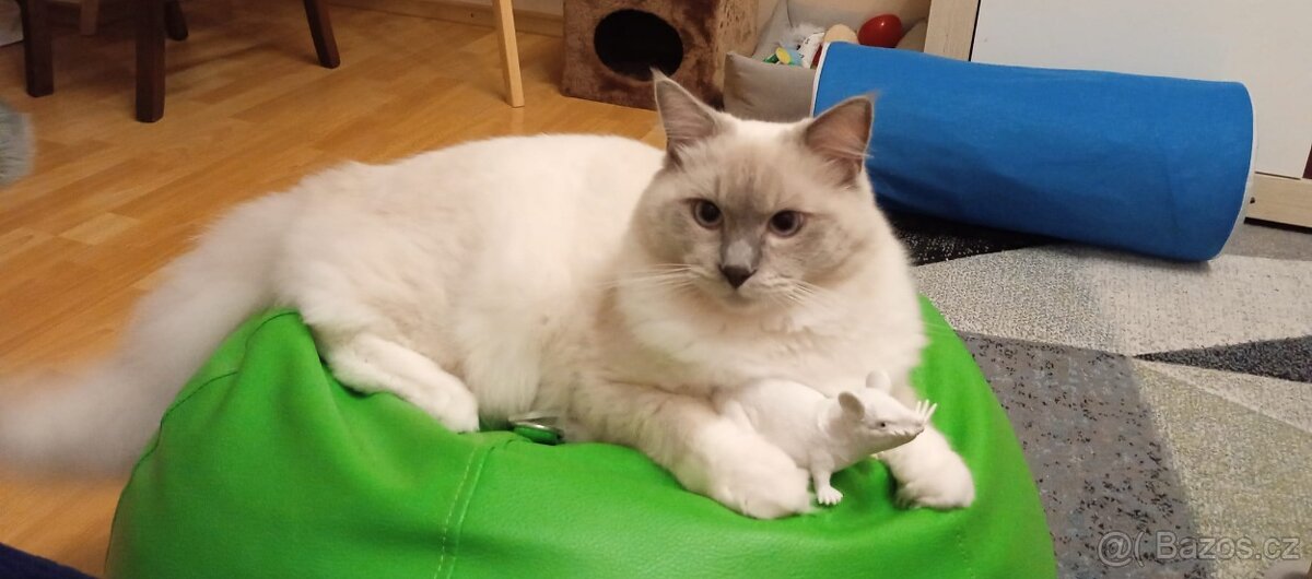 Ragdoll kočička koupím