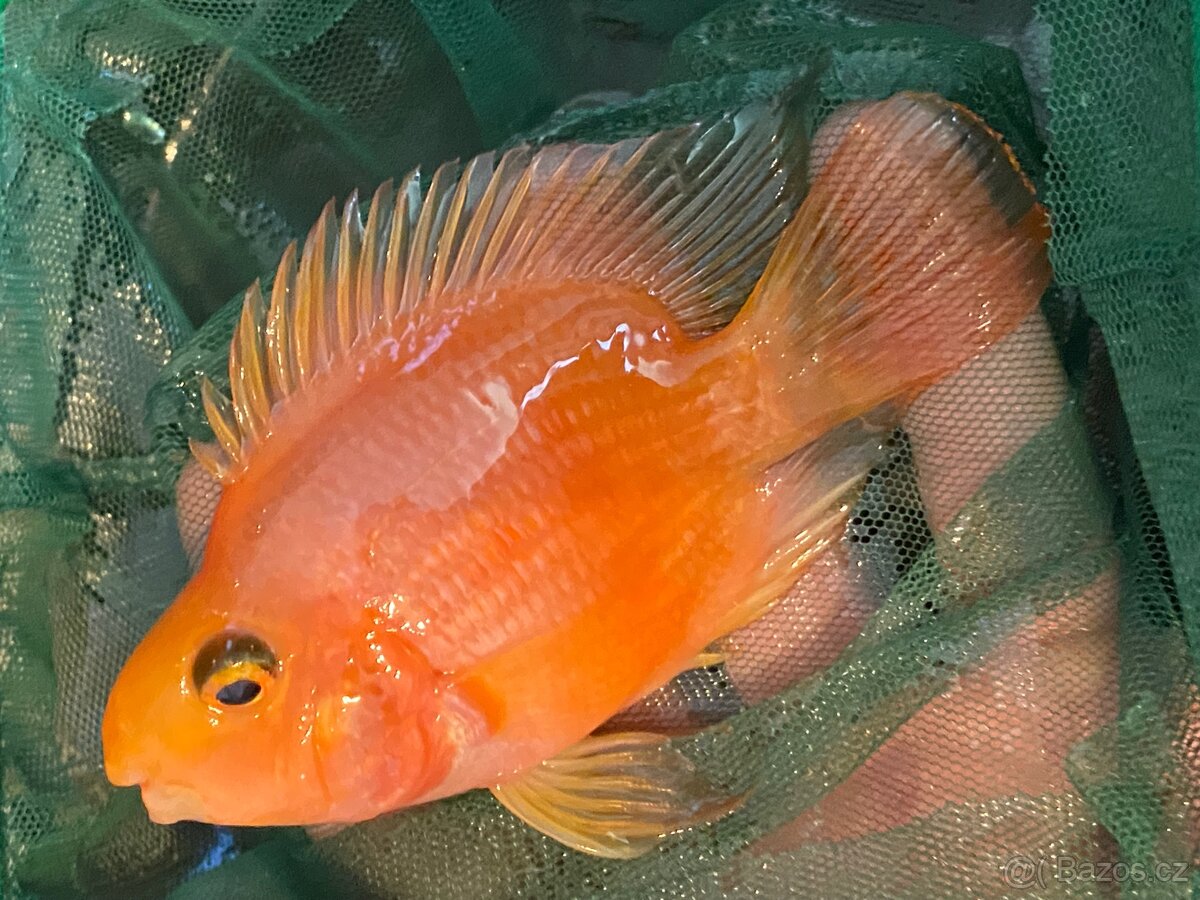Papoušci(cichlida papouščí, Cichlasoma sp. red parrot)