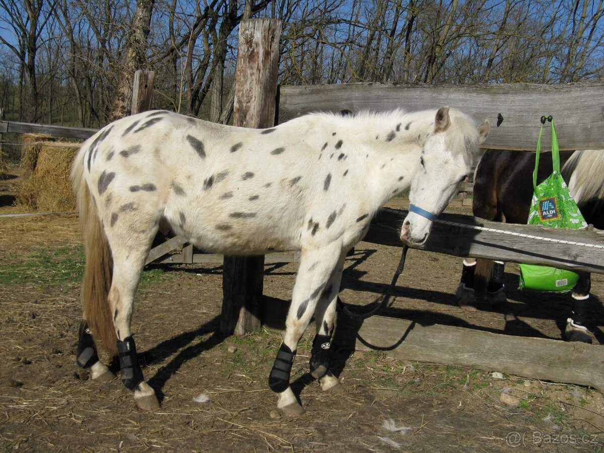 Pony valach