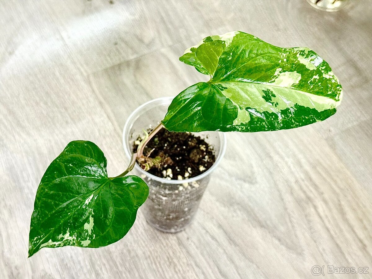 Syngonium podophyllum Albo variegata