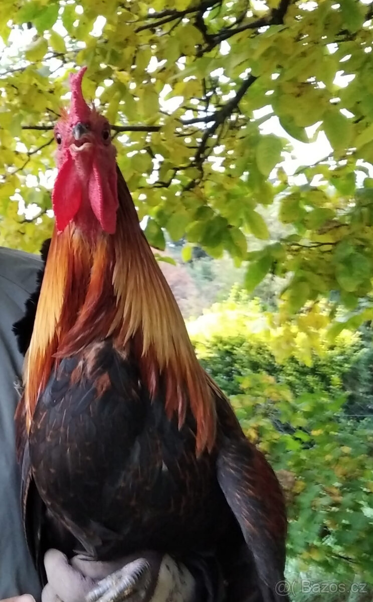 Česká zlatá kropenka - kohouti