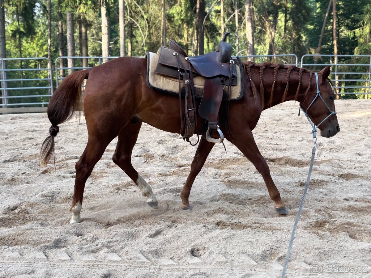 Dvouletý valach QH cutting