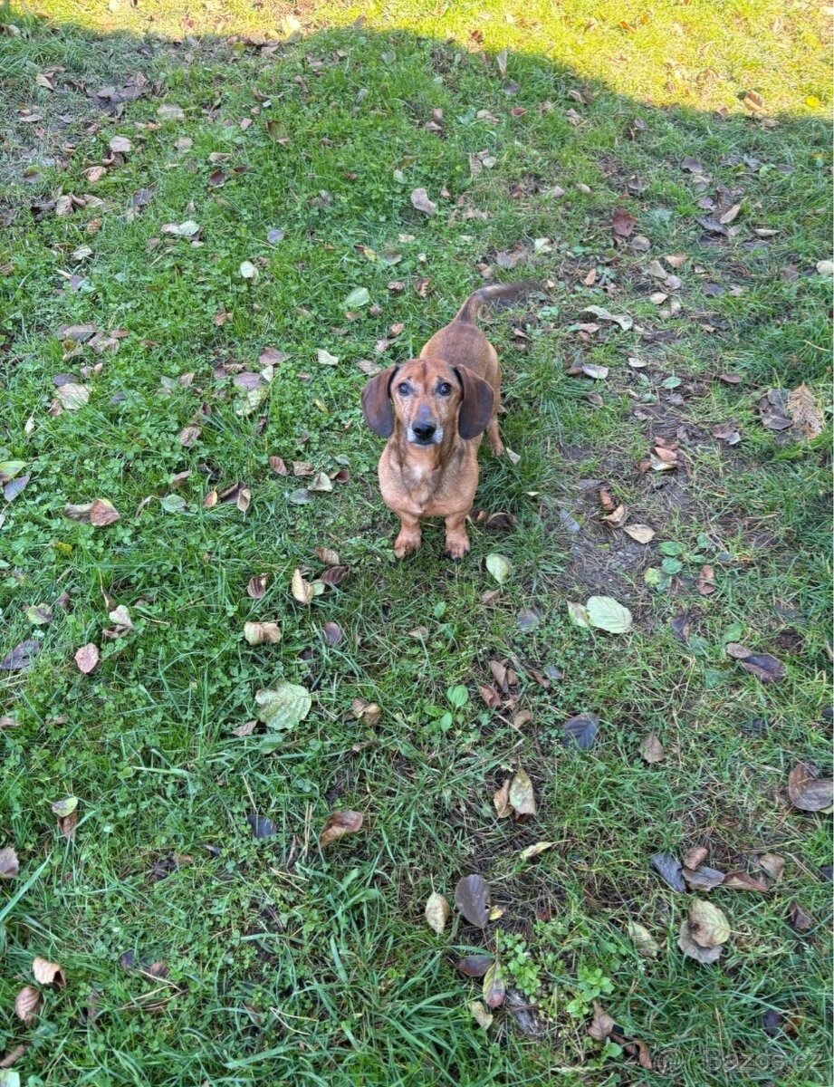 trpasličí jezevčík