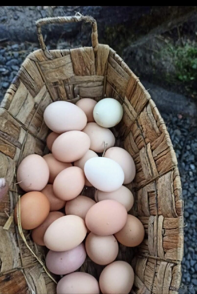 Domácí vejce z volnèho výběhu