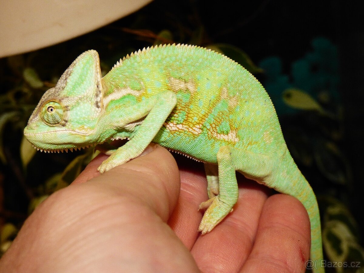 Chameleon jemenský