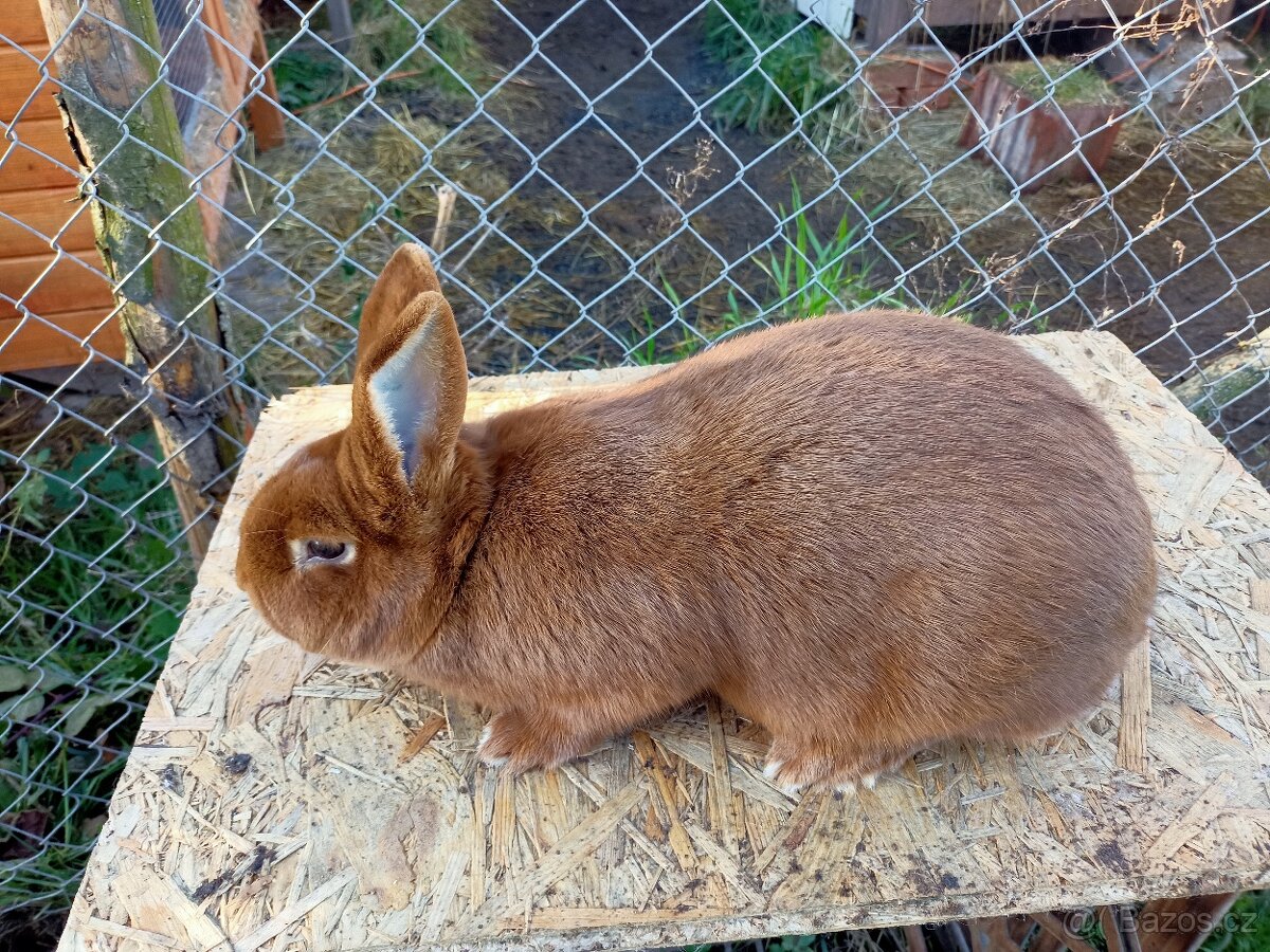 Prodám králíky novozélandský červený