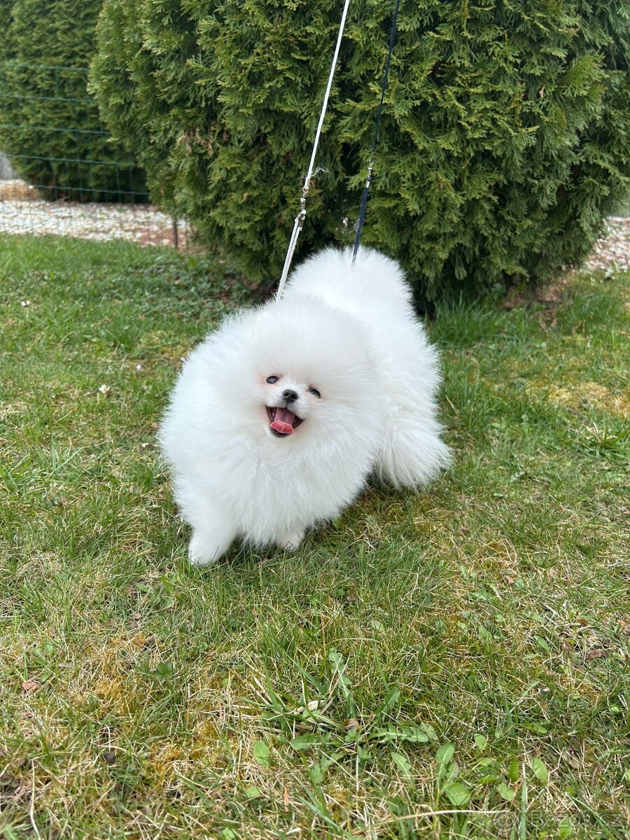 Pomeranian PP,Chovatelská stanica Nucháčik poms