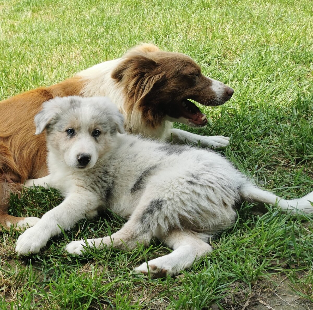 Border kolie , Collie , kolia