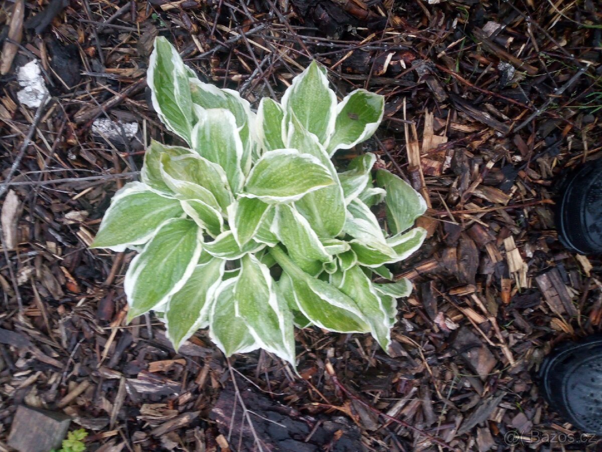 Bohyška ( hosta)