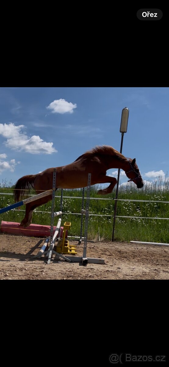 Pony B klisna