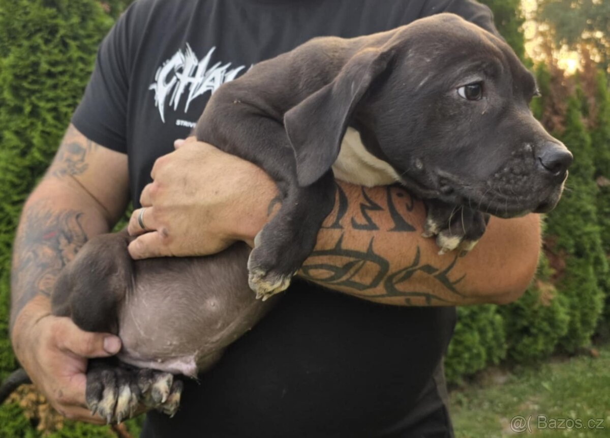American bully xl