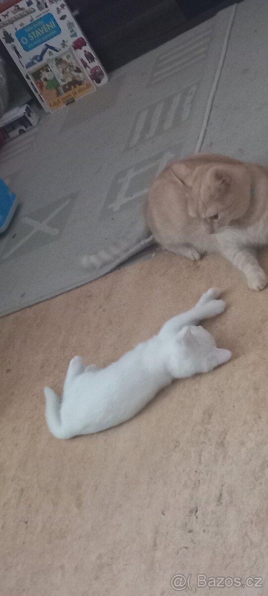 Bílá krasavice a Zrzavý Olaf