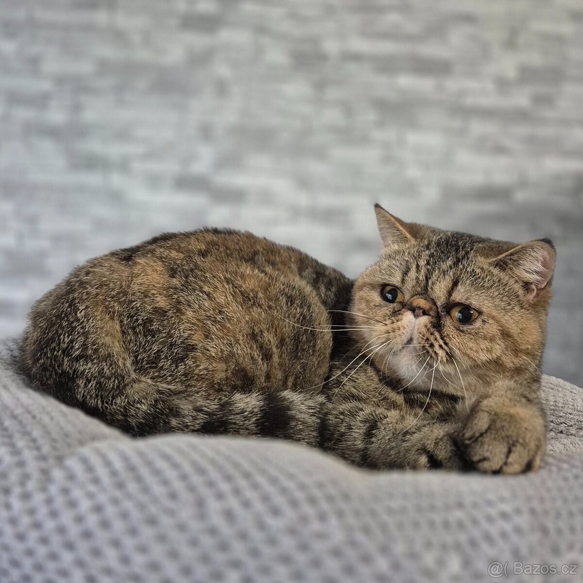 Exotická kočička s Pp