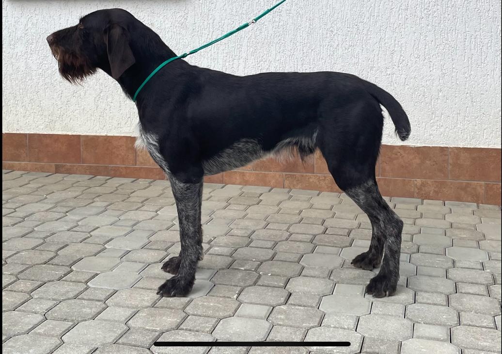 Německý drátosrstý ohař