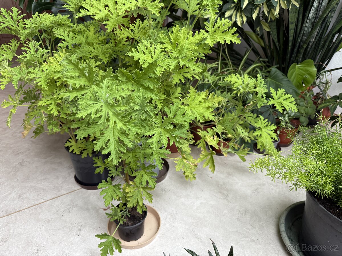 Pelargonie vonná - oblíbený citronový muškát