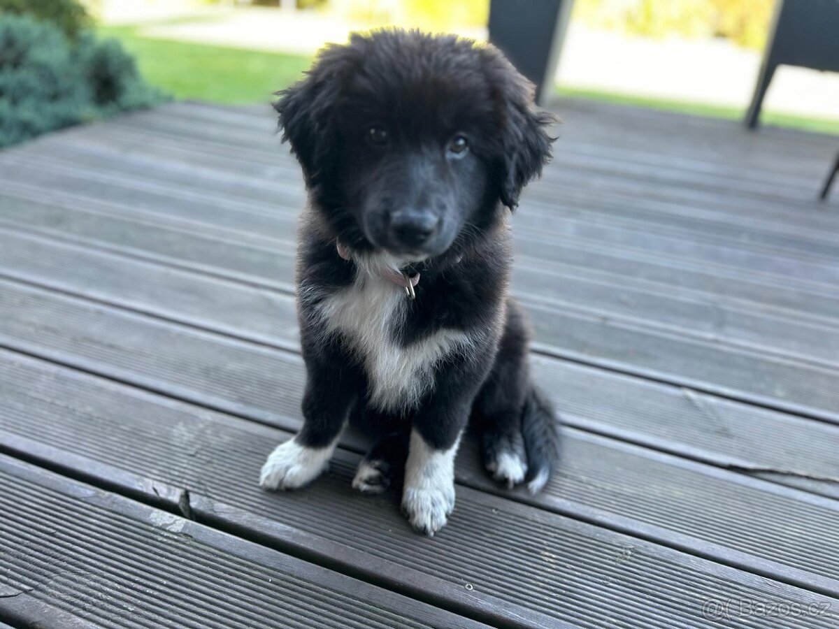 Štěňata border kolie bez PP