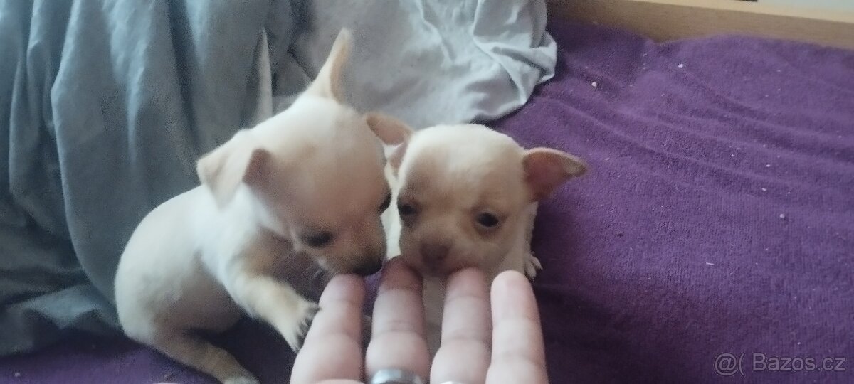 Mini čivava