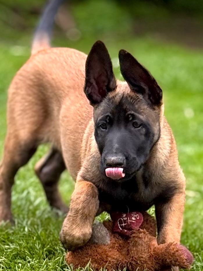 BELGICKÝ OVČÁK MALINOIS - ŠTĚŇATA S PP