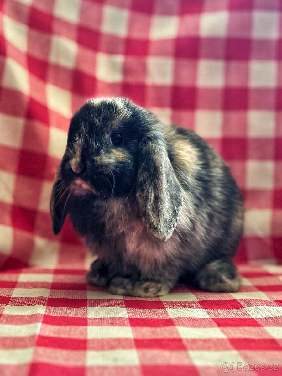 Zakrslý beránek Petrklíč