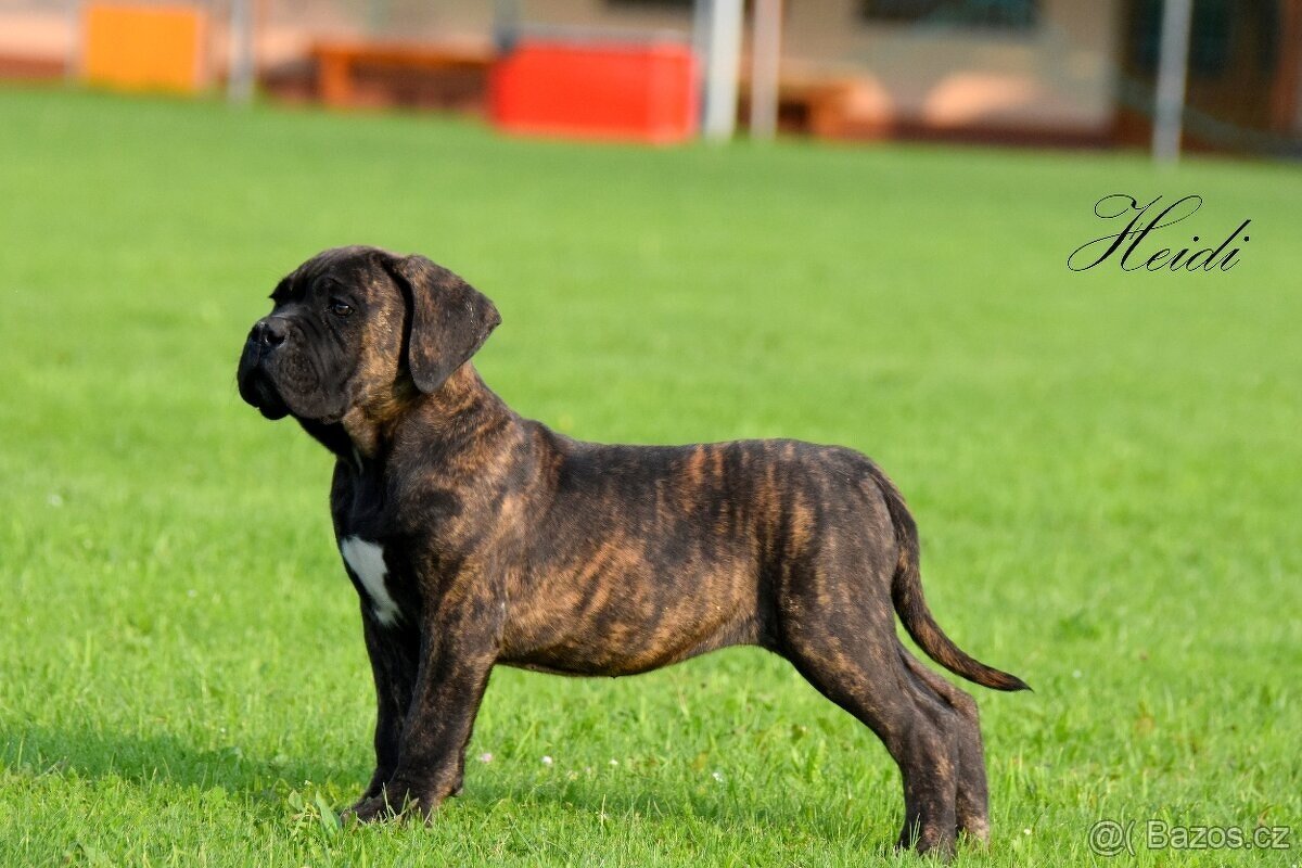 Cane Corso štěňata s FCI PP - [11.6. 2025]