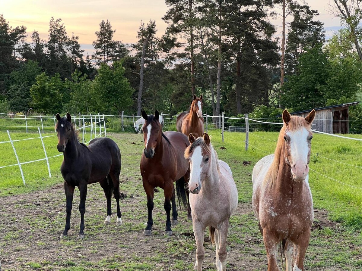venkovní trekové ustájení - PADDOCK PARADISE
