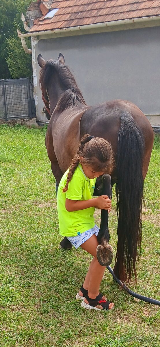 Sportovy pony valach