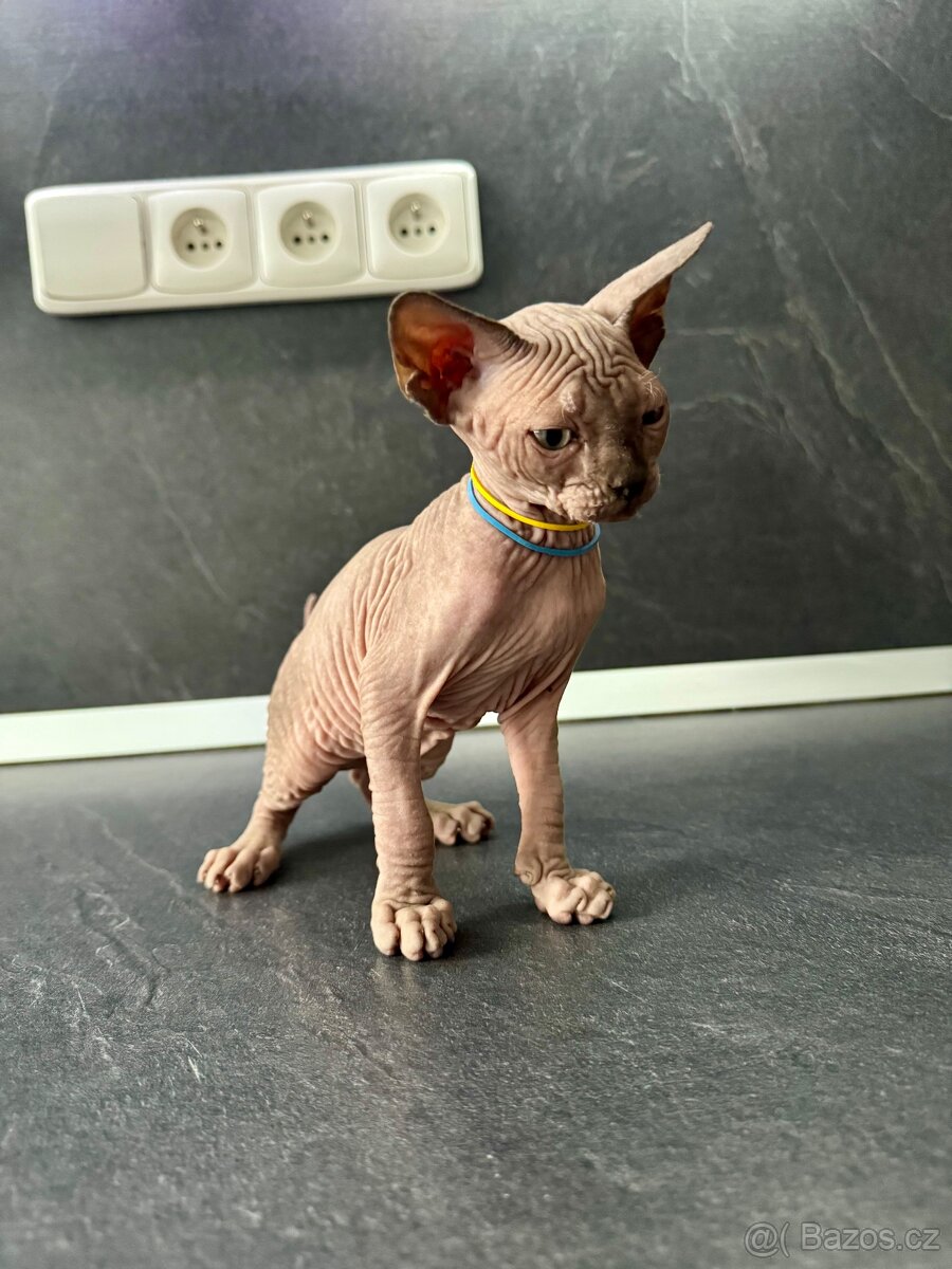 Sphynx
