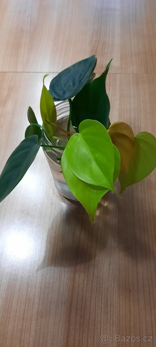 Philodendron scandens a lemon lime