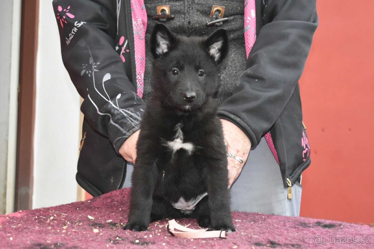 Belgický ovčák groenendael s PP