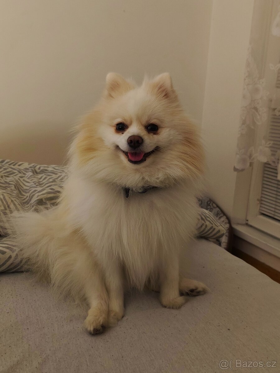 Pomerian