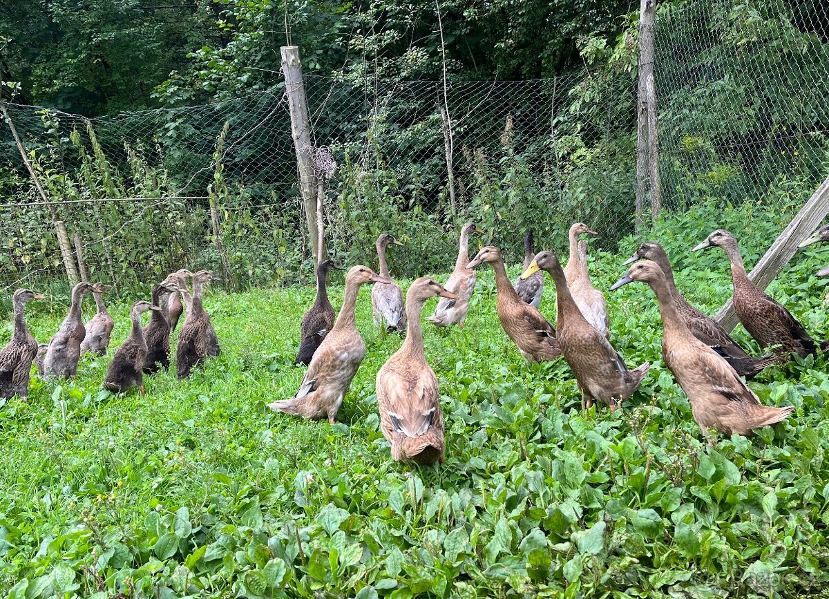 Indický běžec- kačeři