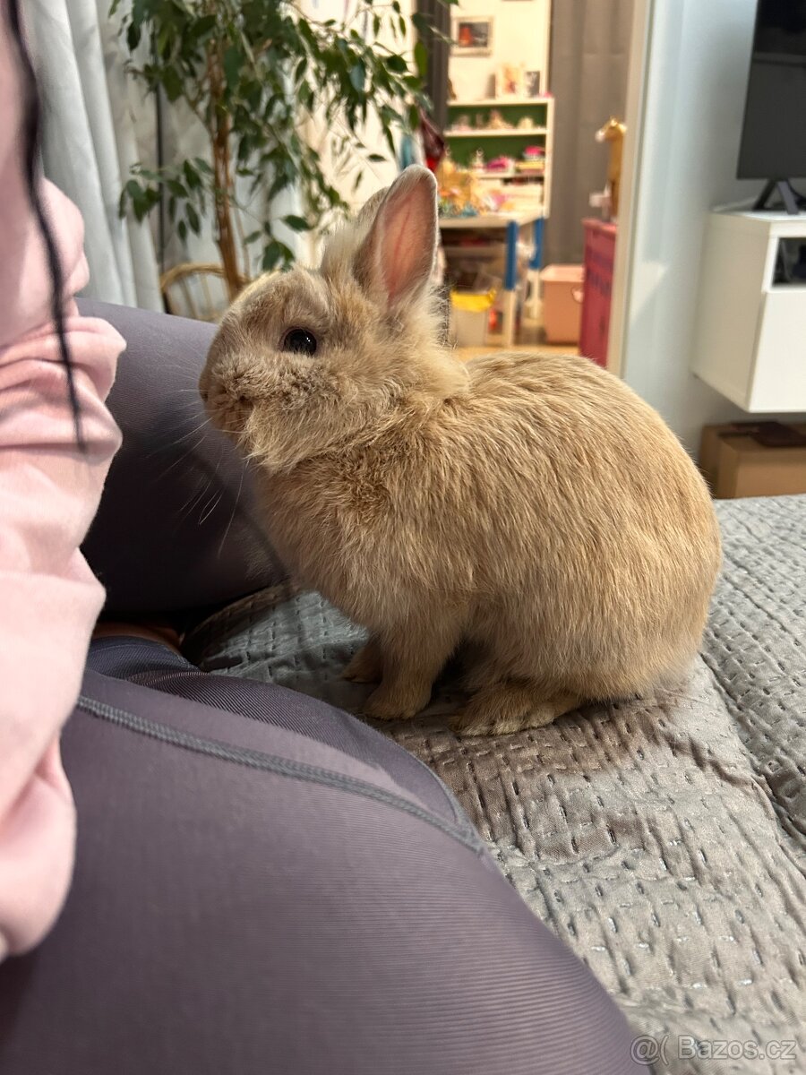 Zakrslý králík