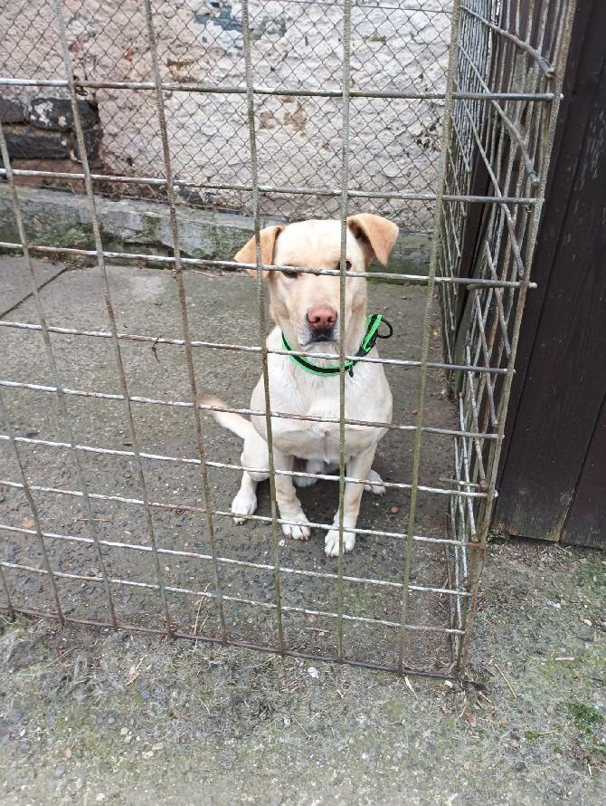 pes labrador