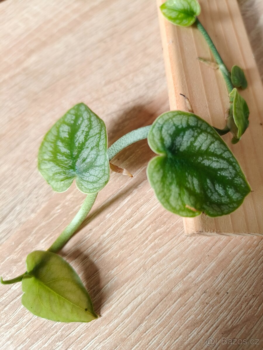 Monstera Dubia