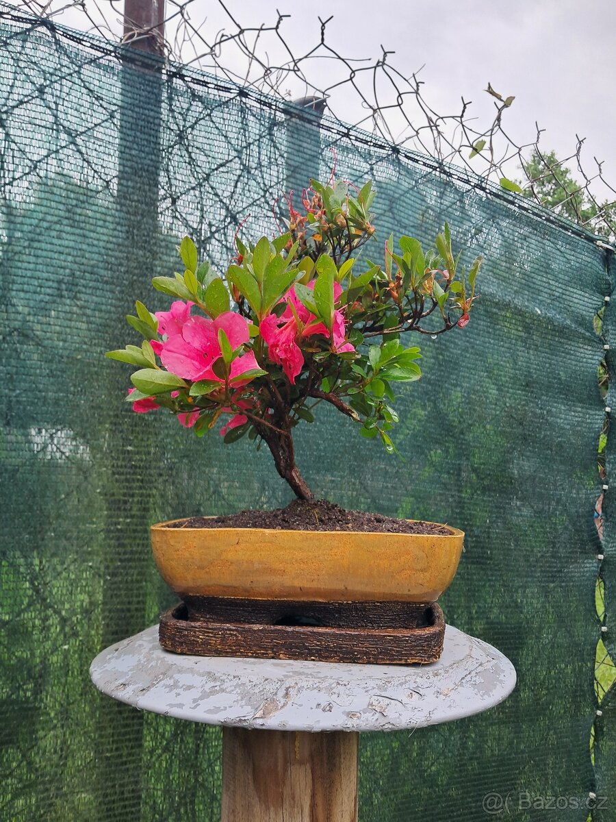 Bonsai,bonsaj Japonska Azalka
