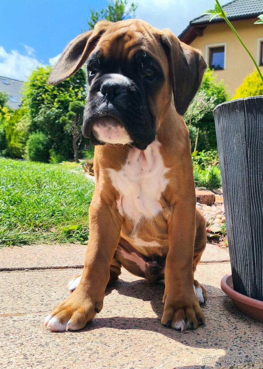 Německý boxer
