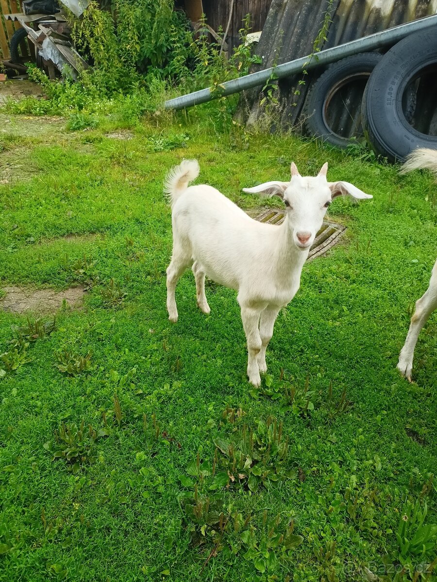 Kozička