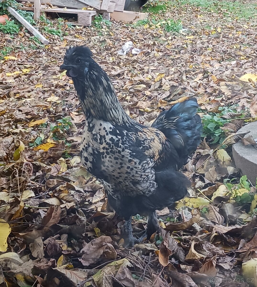 Kohouti (ayam cemani+bílá hedvabnička)