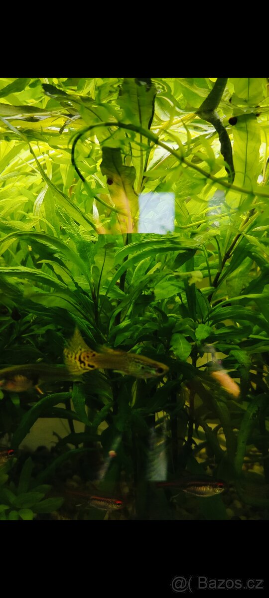 Dám zdarma malá paví očka živorodky.