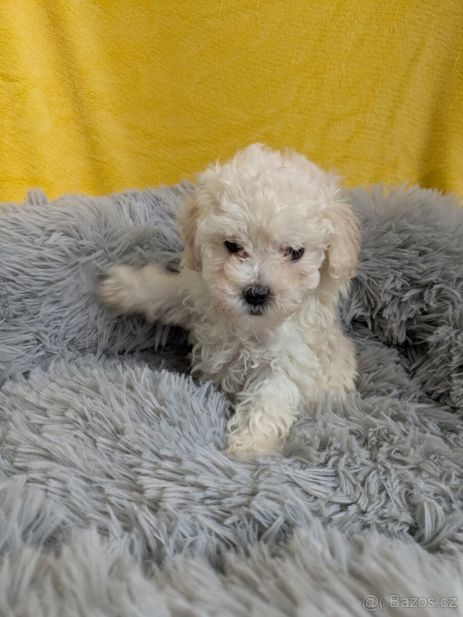 Pudl trpasličí-fenka