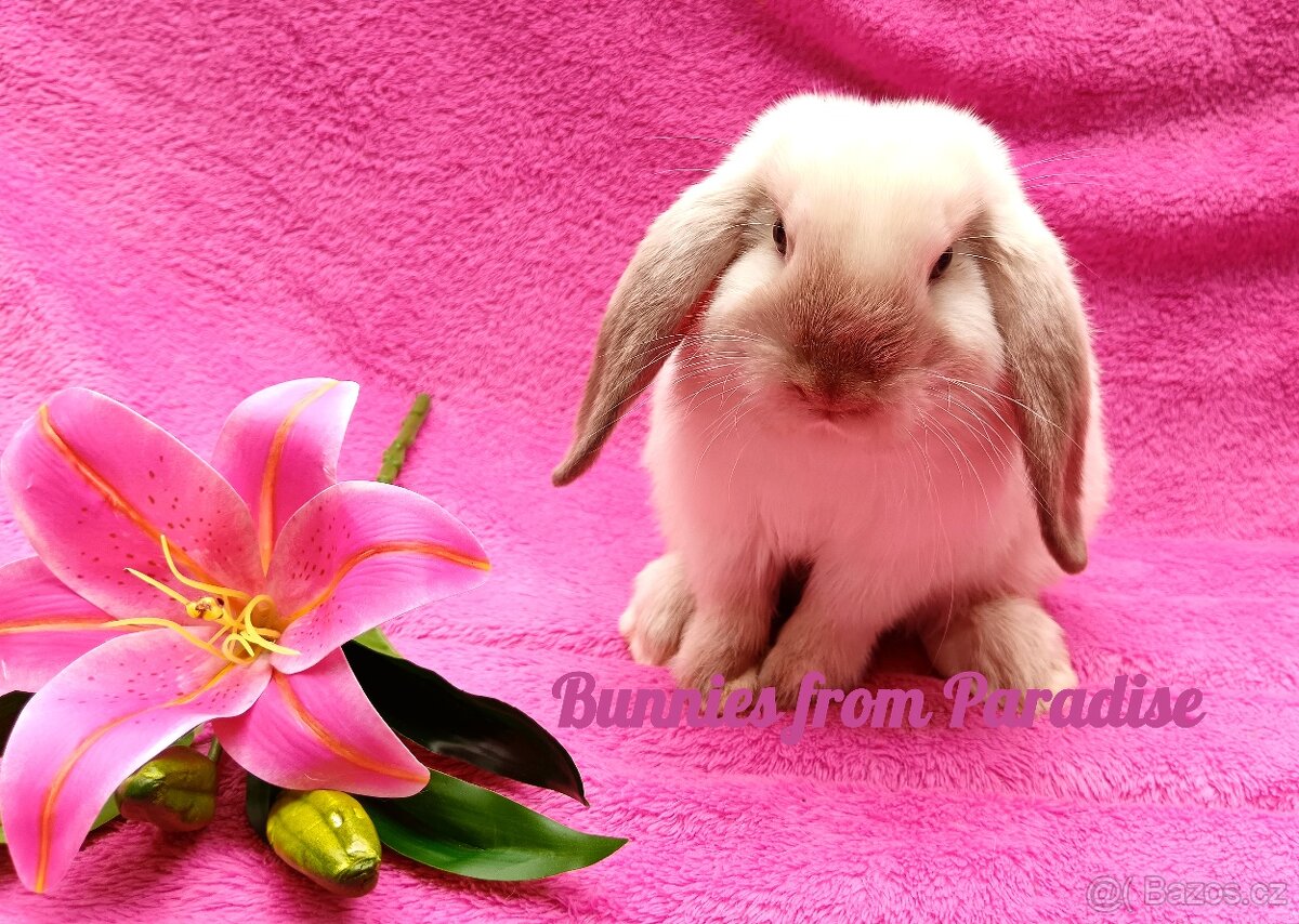 SIAMSKÝ KRÁLÍČEK HLEDÁ NOVÝ DOMOV ❤️❤️❤️