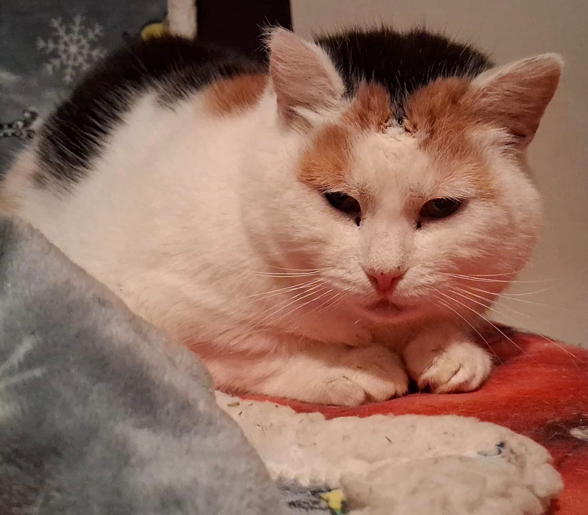 Bublinka hledá domov