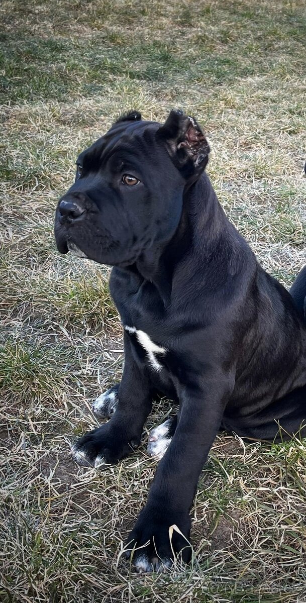 Cane corso šteniatka s rodokmeňom